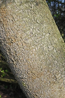 Shrubs Prints: Blackthorn (Prunus spinosa) close-up of trunk