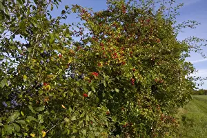 Hedge Row Prints: Blackthorn (Prunus spinosa) and Common Hawthorn (Crataegus monogyna) berries