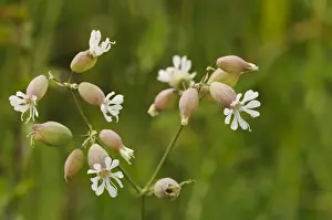 Chilterns Prints: Bladder Campion (Silene vulgaris) close-up of flowers with inflated calices