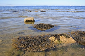 Bladder Wrack (Fucus vesiculosus) fronds, floating on surface of shallow water on shore habitat at low tide, Bembridge