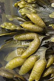 Bladder Wrack (Fucus vesiculosus) fronds with receptacles, exposed on rocky shore at low tide, Brough Head, Mainland