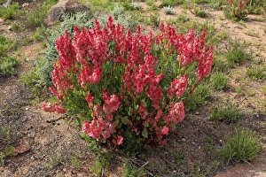 Bladderdock (Rumex vesicarius) introduced species, flowering, Sturt N. P. New South Wales, Australia