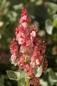 Bladderdock (Rumex vesicarius) introduced species, flowering, Sturt N. P. New South Wales, Australia