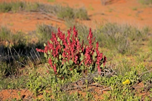Bladderdock (Rumex vesicarius) introduced species, flowering, Sturt N. P. New South Wales, Australia