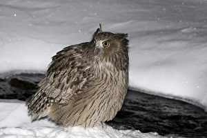 Japan Prints: Blakiston's Fish-owl (Bubo blakistoni) adult