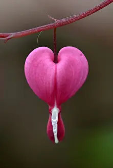 Anniversary Prints: Bleeding Heart (Dicentra spectabilis) close-up of flower
