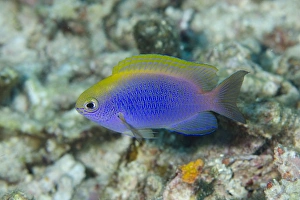 Bleekers Damselfish (Chrysiptera bleekeri) adult, swimming, Sebayor Kecil, between Komodo and Flores Islands