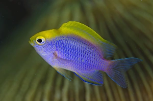 Indopacific Prints: Bleekers Damselfish (Chrysiptera bleekeri) adult