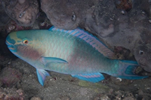 Bleekers Parrotfish (Chlorurus bleekeri) adult, in reef at night, Tutuntute, Wetar Island, Barat Daya Islands