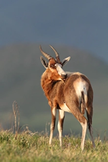 Blesbok (Damaliscus dorcas phillipsi) adult, grooming, Malolotja Nature Reserve, Swaziland