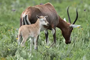 Bonteboks Prints: Blesbok (Damaliscus dorcas phillipsi) adult female with calf