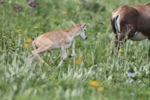 Follow Prints: Blesbok (Damaliscus dorcas phillipsi) calf