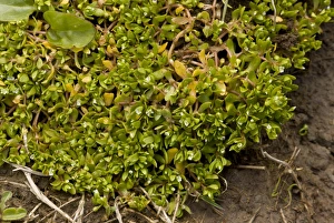 County Prints: Blinks (Montia fontana) flowering, The Burren, County Clare, Ireland, May