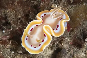 Mollusc Prints: Blood-spotted Glossodoris Nudibranch (Glossodoris cruenta) adult