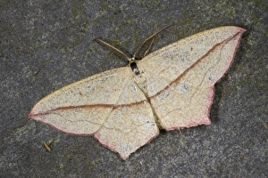 Geometrid Prints: Blood-vein (Timandra comae) adult, Powys, Wales, July