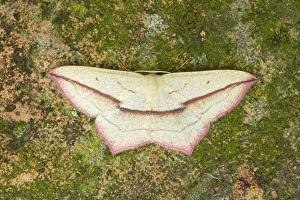 Images Dated 3rd May 2012: Blood-vein (Timandra comae) adult, Essex, England