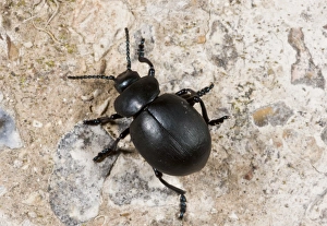 Downlands Prints: Bloody-nosed Beetle (Timarcha tenebricosa) adult, on chalk downland, Dorset, England, July