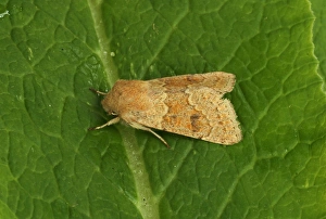 Lepidoptera Prints: Blossom Underwing (Orthosia miniosa) adult, resting on leaf, Norfolk, England, April