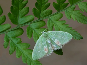 Emerald Prints: Blotched Emerald (Comibaena bajularia) adult