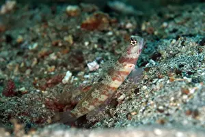 Gobies Prints: Blotchy Shrimpgoby (Amblyeleotris periophthalma) adult