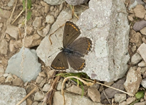 Middle East Prints: Blue Argus (Aricia anteros) adult female