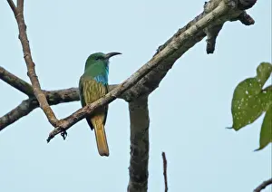 Bee Eaters Prints: Blue-bearded Bee-eater (Nyctyornis athertoni athertoni) adult