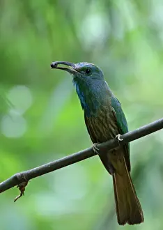 Blue-bearded Bee-eater (Nyctyornis athertoni athertoni) adult, with insect prey in beak, perched on bamboo