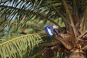Blue-bellied Roller (Coracias cyanogaster) adult, in flight, taking off from palm tree, Gambia, january