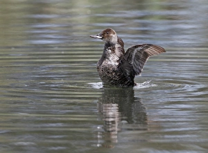 Shakes Prints: Blue-billed Duck (Oxyura australis) adult female