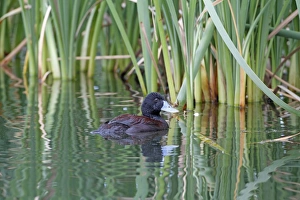 Blue-billed Duck (Oxyura australis) adult male, swimming, Western Australia, Australia, october