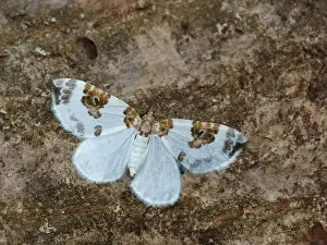 Geometridae Prints: Blue-bordered Carpet (Plemyria rubiginata) adult female