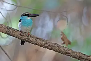 Kingfishers Prints: Blue-breasted Kingfisher (Halcyon malimbica) adult, perched on branch, Gambia, january