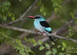 Blue-breasted Kingfisher (Halcyon malimbica) adult, perched on branch, Niokolo-Koba, Senegal, february
