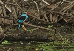 Rainforest Prints: Blue-breasted Kingfisher (Halcyon malimbica forbesi) adult