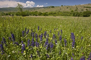 Bugles Prints: Blue Bugle (Ajuga genevensis) flowering