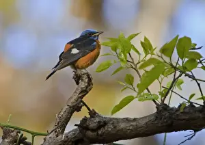 Madhya Pradesh Prints: Blue-capped Rock Thrush (Monticola cinclorhynchus) adult male