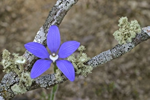 Australia Prints: Blue China Orchid (Cyanicula gemmata) Flowering, Dryandra, Western Australia