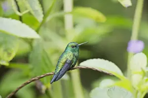 Trinidad And Tobago Prints: Blue-chinned Sapphire (Chlorestes notatus) adult male