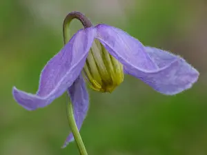 Coniferous Prints: Blue Clematis (Clematis occidentalis) close-up of flower