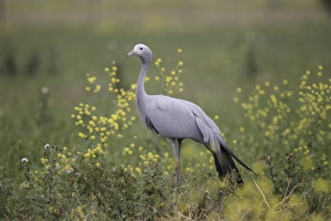 Gruidae Prints: Blue Crane (Anthropoides paradisea) adult