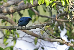Blue Cuckooshrike (Coracina azurea) adult male, perched on branch, Kakum N. P. Ghana, February