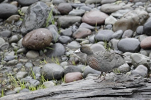 Riverbank Prints: Blue Duck (Hymenolaimus malacorhynchos) adult