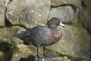 Blue Duck (Hymenolaimus malacorhynchus) adult, standing on rock, Arundel W. W. T. (captive)