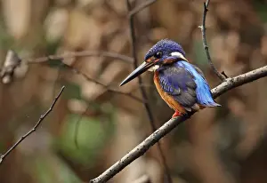 Kingfishers Prints: Blue-eared Kingfisher (Alcedo meninting meninting) adult male