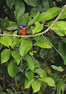 Blue-eared Kingfisher (Alcedo meninting meninting) adult male, perched on branch, Way Kambas N. P