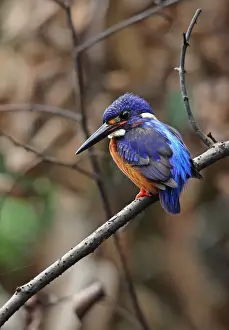 Blue-eared Kingfisher (Alcedo meninting meninting) adult male, perched on branch, Way Kambas N. P