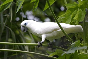 Oceania Prints: Blue-eyed Cockatoo (Cacatua ophthalmica) adult
