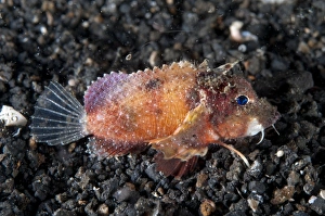 Muck Prints: Blue-eyed Stingfish (Minous trachycephalus) adult
