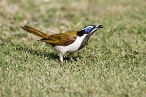 Queensland Prints: Blue-faced Honeyeater (Entomyzon cyanotis) adult
