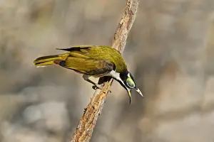 Aggression Prints: Blue-faced Honeyeater (Entomyzon cyanotis) immature male